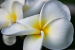 Kalani Oceanside Retreat : Location