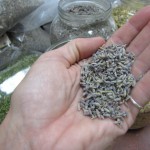 lavenderhand