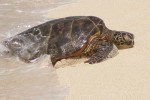 Sea turtle. Come swim with me!